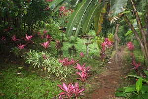 garden is costa rica