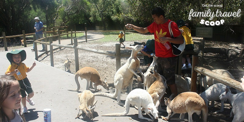 Boy feeding kangaroos in Perth