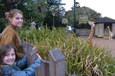 Taranga Zoo Giraffes