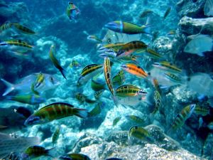 tropical fish in ocea