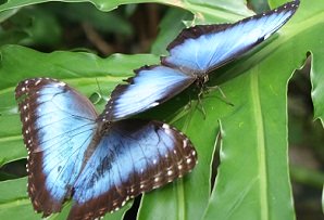 blue morpho butterflies