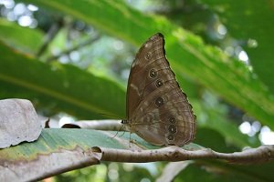 Butterfly World