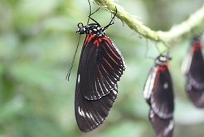 butterflies hatching costa rica