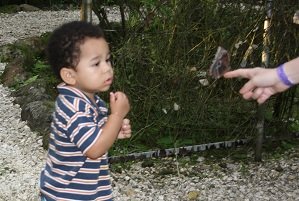 butterfly with baby