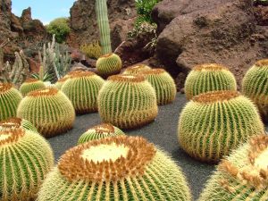 cactus garden