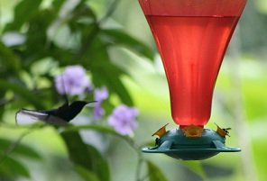 humming bird costa rica