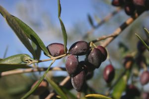 Cretan Olive Oil Farm