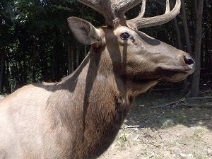 elk